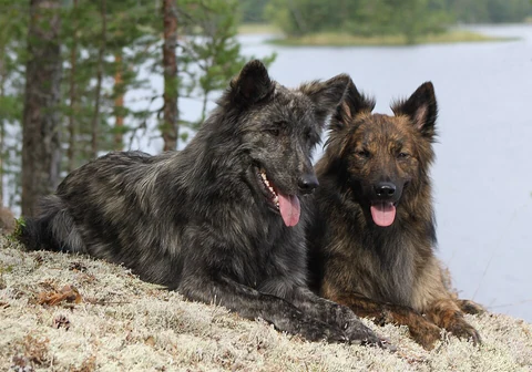Zwei langhaarige Holländische Schäferhunde liegen gemeinsam auf einem Felsen am Wasser.