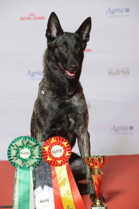 Czylwiks Hilda, una femmina di Pastore Olandese, è seduta e vigile a una mostra canina.