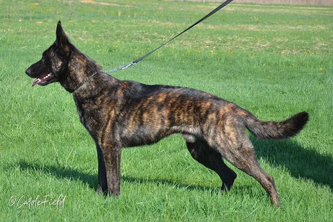 Kurzhaariger Holländischer Schäferhund Dash mit goldgestromtem Fell steht seitlich auf einer Wiese.