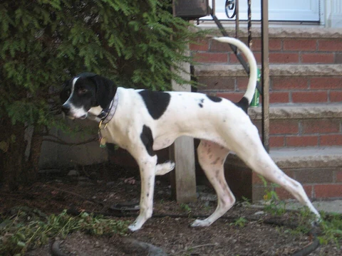 Schwarz-weißer English Pointer steht mit angehobener Vorderpfote auf einer Wiese vor.