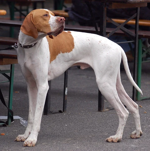 Orange-weißer English Pointer steht bei einer Hundeausstellung und schaut zur Seite.