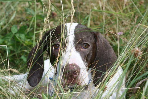 Die fünf Monate alte Pointer-Hündin Maggie liegt im hohen Gras.