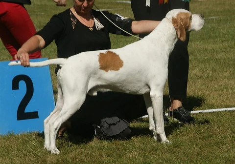 Orange-weißer English Pointer steht seitlich bei einer Ausstellung.