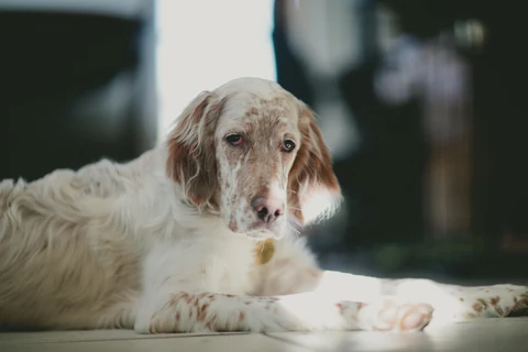English Setter ruht mit ausgestreckten Vorderbeinen im Tageslicht.