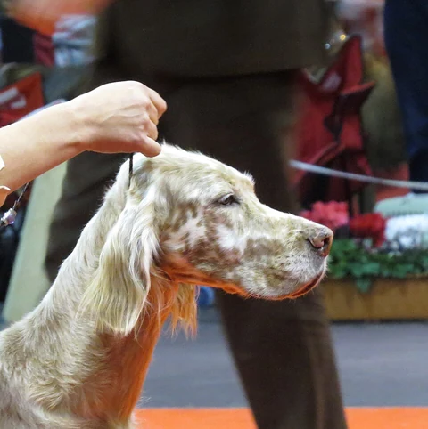 English Setter mit orangefarbener Sprenkelung im Kopfporträt.