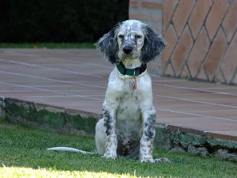 Junger English Setter sitzt auf dem Rasen vor einer Terrasse.