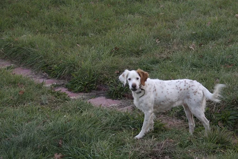 Weißer English Setter mit orangefarbenen Flecken steht im Garten.