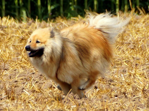 Goldfarbener Eurasier läuft über ein Stoppelfeld.