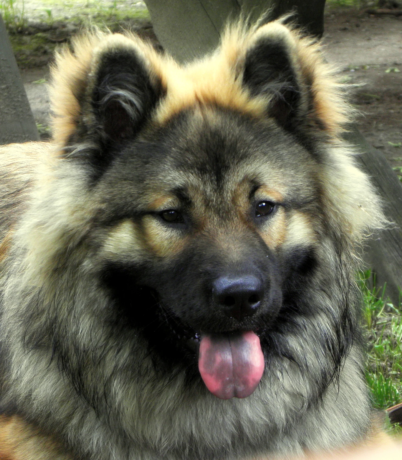 Eurasier mit graubraunem Fell im frontalen Porträt.