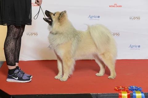 Heller Eurasier steht seitlich neben seiner Vorführerin bei einer Hundeausstellung.
