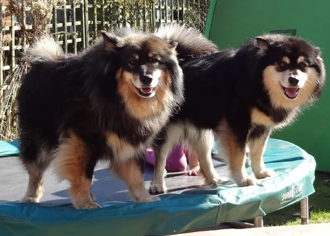Finnish Lapphunds Sukka and Rauhan standing together on a low garden trampoline.