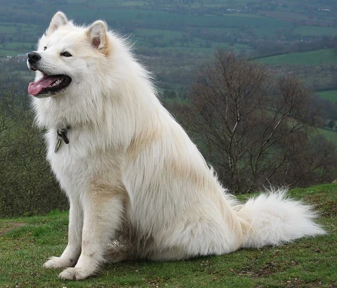 Cremefarbener Finnischer Lapphund sitzt auf einer Wiese vor einer Hügellandschaft.