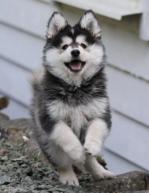 Black-and-white Finnish Lapphund puppy walking over stony ground.