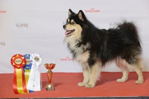 Black-and-pale Finnish Lapphund standing side-on at a dog show.