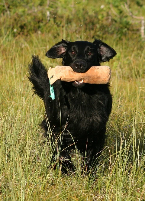 Schwarzer Flat Coated Retriever bringt einen Apportierdummy zurück.