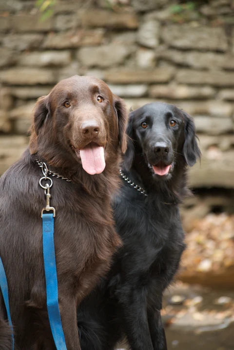 Brauner und schwarzer Flat-Coated Retriever sitzen nebeneinander.