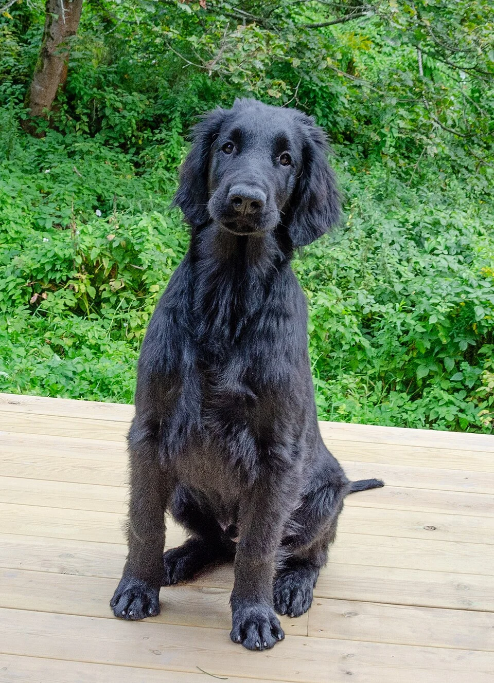 Schwarzer Flat Coated Retriever sitzt auf einer Holzterrasse.