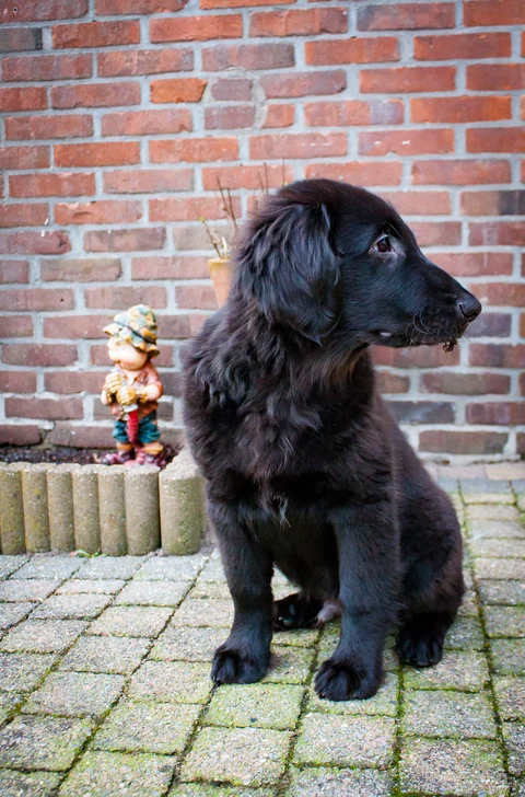 Schwarzer Flat-Coated-Retriever-Welpe sitzt auf Pflastersteinen vor einer Backsteinwand.