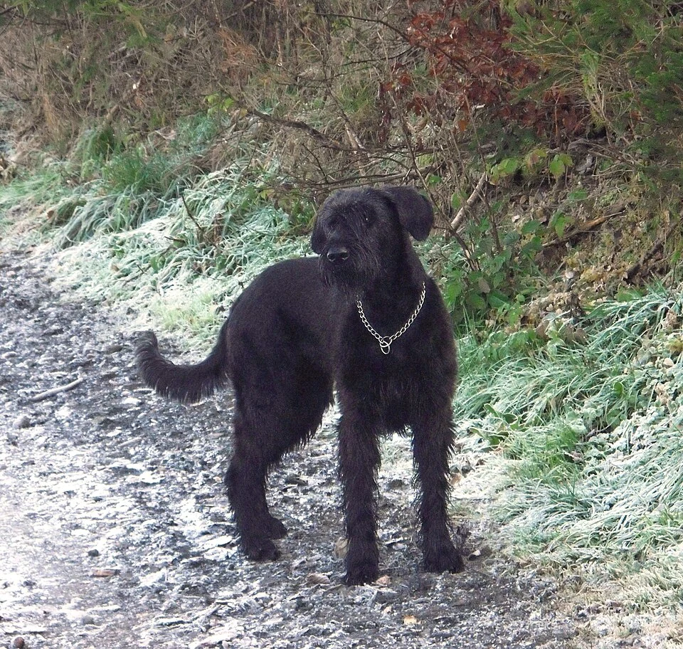 Schwarzer Riesenschnauzer Ziska mit natürlichen Hängeohren steht auf einem Waldweg.