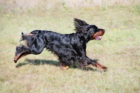 Gordon Setter läuft mit ausgestreckten Beinen über eine Wiese.