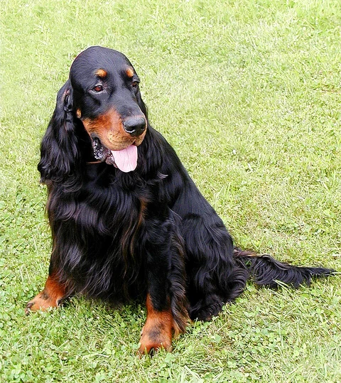 Gordon Setter sitzt auf einer Wiese und blickt zur Seite.