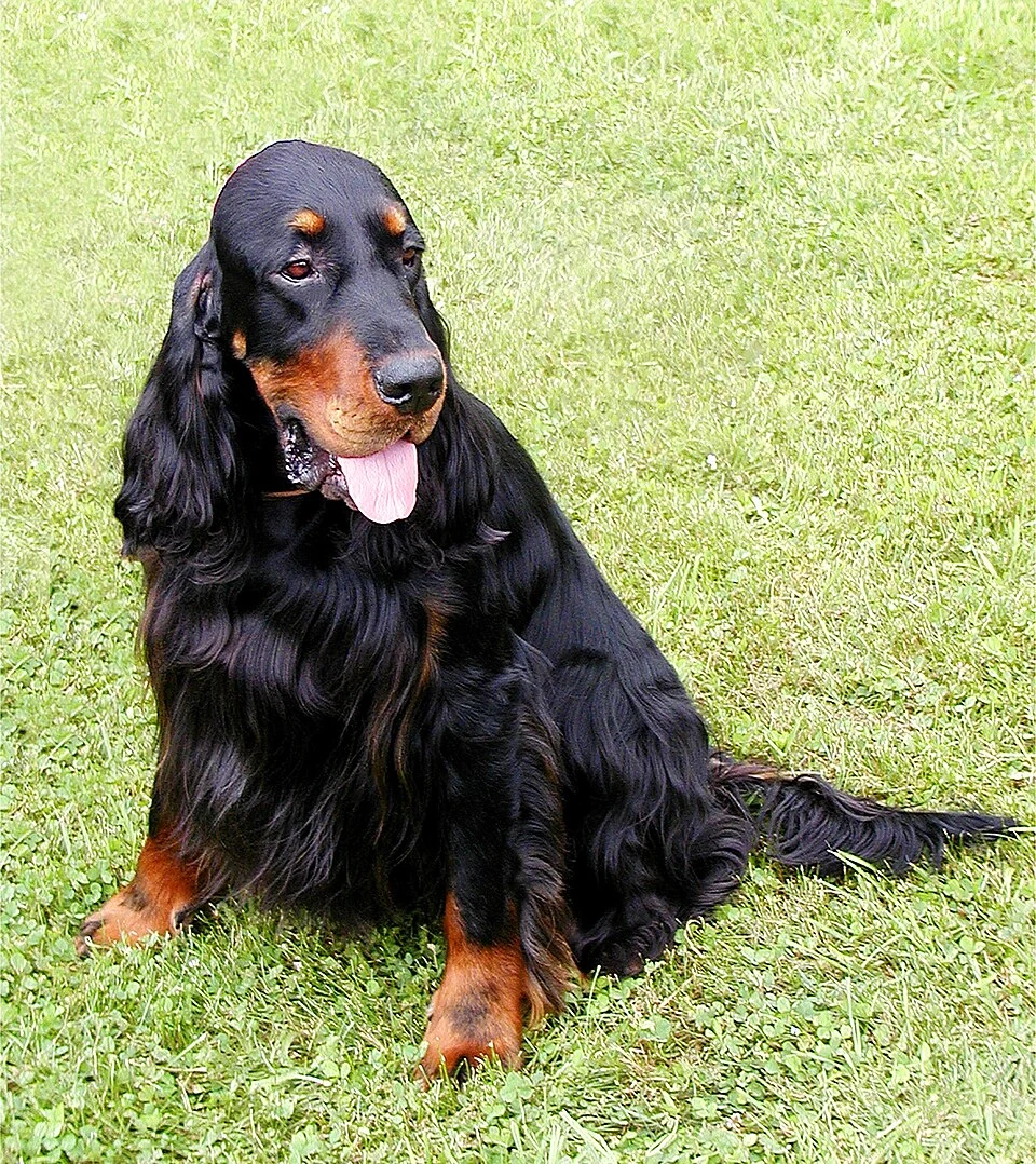 Gordon Setter sitzt auf einer Wiese und blickt zur Seite.