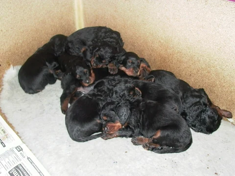 Mehrere schwarzmarkene Gordon-Setter-Welpen schlafen dicht nebeneinander.