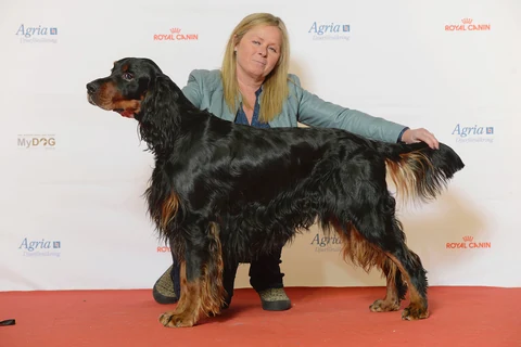 Gordon Setter steht seitlich vor seiner Vorführerin auf einer Hundeausstellung.