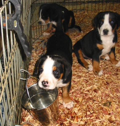 Drei Große Schweizer Sennenhundwelpen in einem Gehege mit Holzspänen.