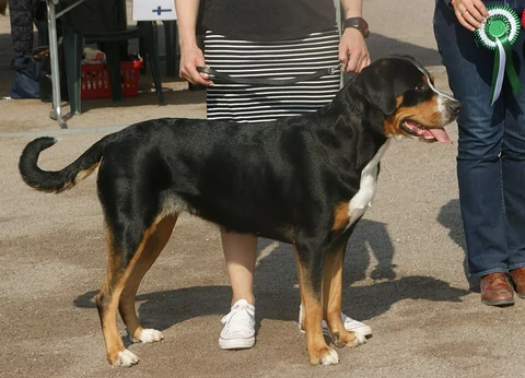 Großer Schweizer Sennenhund steht seitlich bei einer Ausstellung.