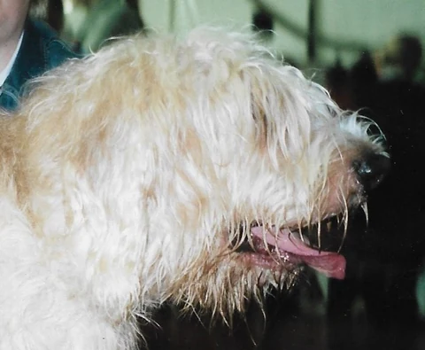 Kopf eines Otterhounds von der Seite mit langem Ohrhaar und rauem Bart.