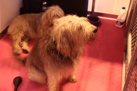 Zwei Otterhounds warten in einer Ruhebox auf der Crufts-Ausstellung.