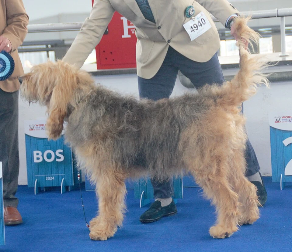 Otterhound mit rauem Fell steht bei einer Hundeausstellung.