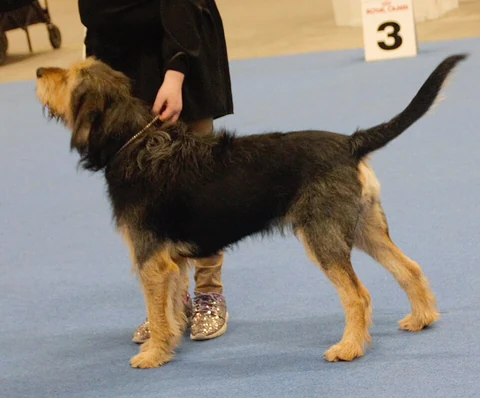 Schwarzbrauner Otterhound in der Seitenansicht bei einer Hundeausstellung.