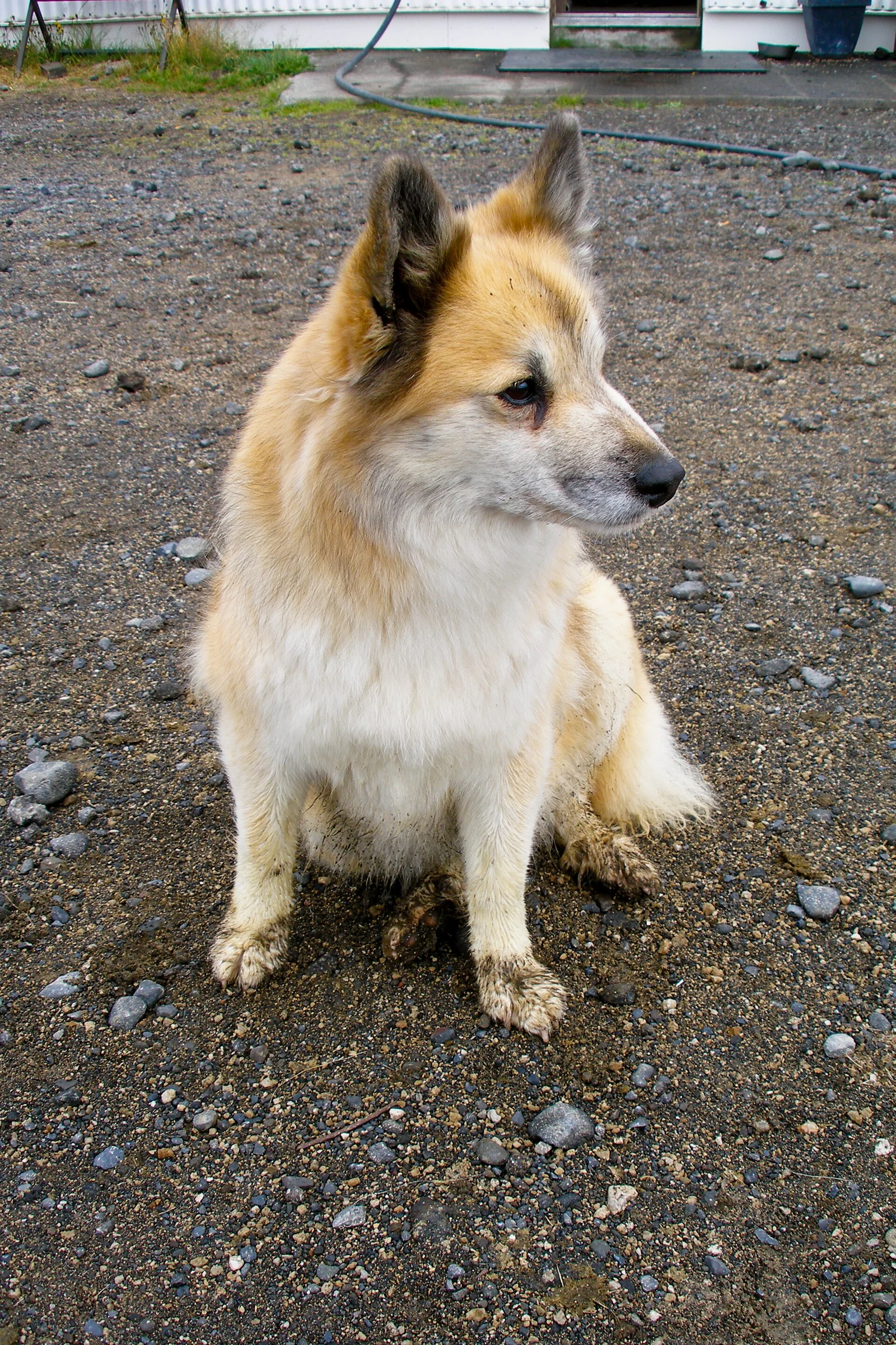 Islandhund sitzt im Freien und dreht den Kopf zur Seite.