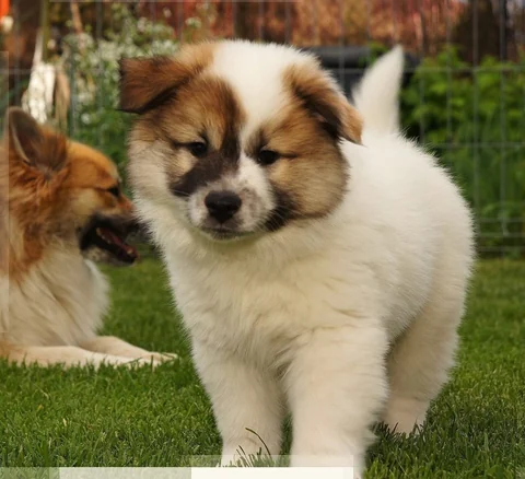 Junger Islandhund mit weiß-braunem Fell steht auf einer Wiese.