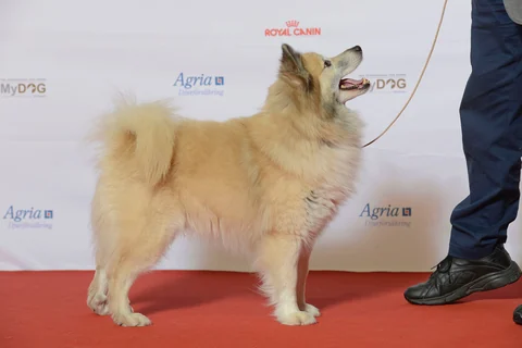 Islandhund in seitlicher Ganzkörperansicht bei einer Ausstellung.