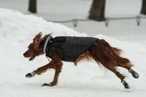 Irish Setter läuft mit Hundemantel durch den Schnee.