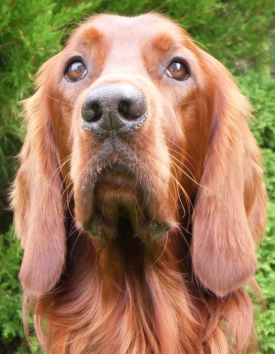Irish Setter im frontalen Porträt mit vollständig sichtbaren Ohren.