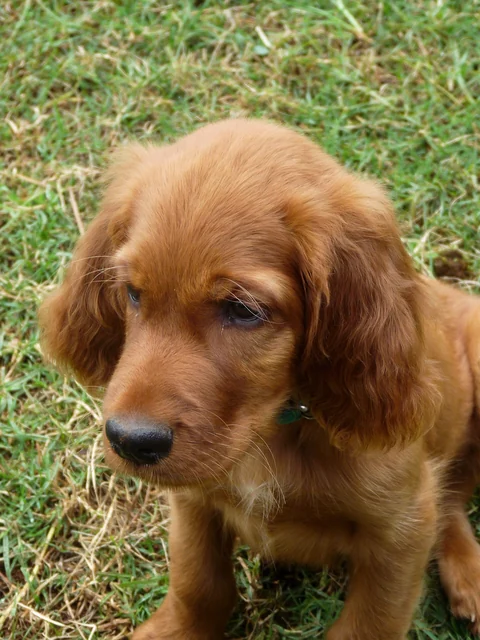 Zehn Wochen alter Irish-Setter-Welpe sitzt im Freien.