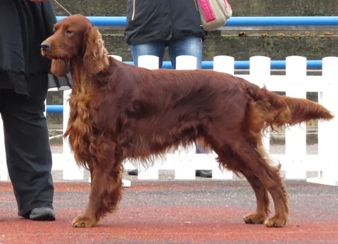 Irish Setter mit rotem Fell in seitlicher Ganzkörperansicht bei einer Ausstellung.