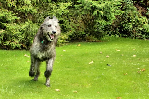 Irish Wolfhound läuft über eine Wiese auf die Kamera zu.