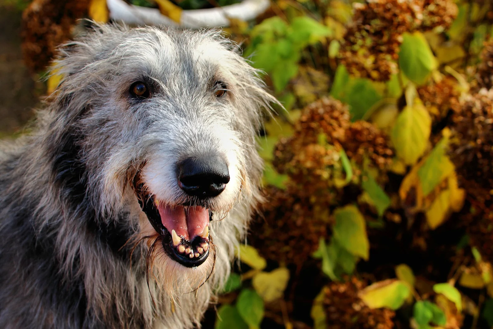 Irish Wolfhound mit grauem Rauhaar im frontalen Porträt.