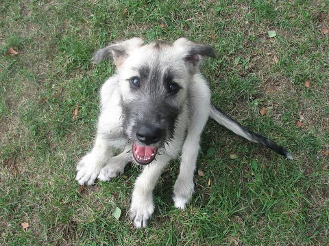 Drei Monate alter Irish-Wolfhound-Welpe mit hellem Fell auf einer Wiese.