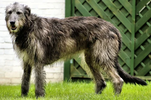 Irish Wolfhound steht seitlich auf einer Wiese und dreht den Kopf zur Kamera.
