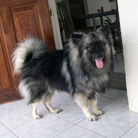 Einjähriger Wolfsspitz Cooper steht zu Hause und blickt zur Kamera.