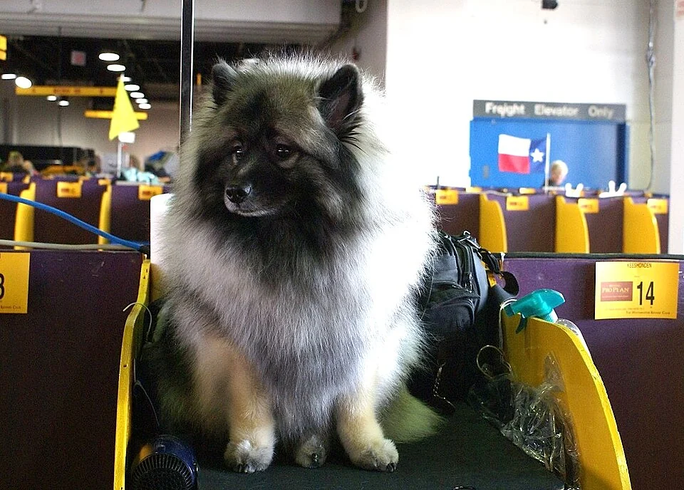 Wolfsspitz mit grauem Fell sitzt auf einem Tisch bei einer Hundeausstellung.