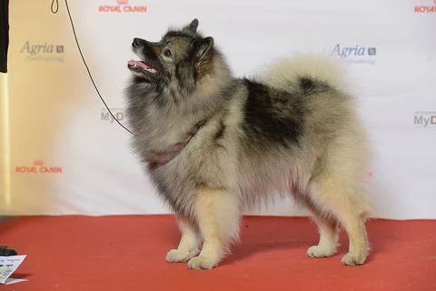 Wolfsspitz in seitlicher Ganzkörperansicht bei einer Ausstellung.