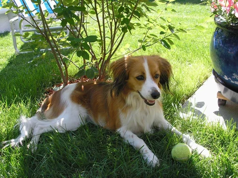 Kooikerhondje liegt im Garten neben einem Tennisball.