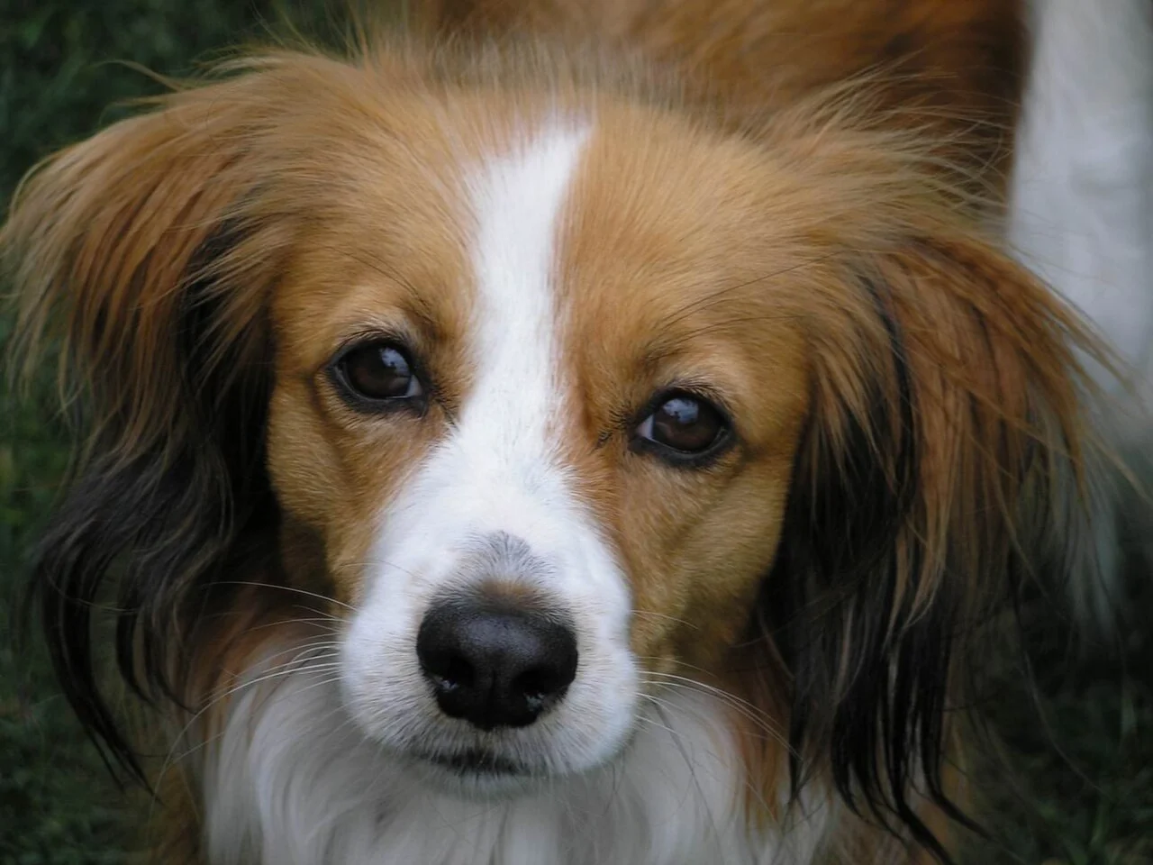 Kooikerhondje im Porträt mit weißer Stirnzeichnung und dunklem Ohrhaar.